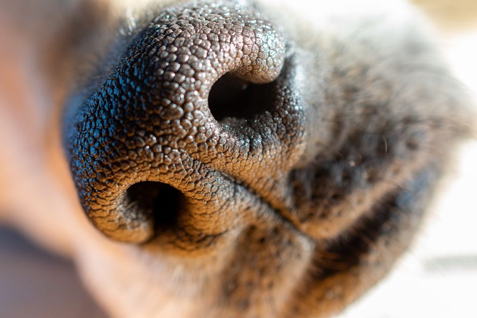A dog wearing a soft muzzle, showcasing comfort and safety during training sessions.